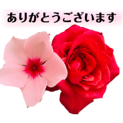 Lineスタンプ きれいなお花のスタンプpart3 24種類 1円