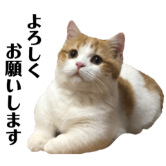 Lineスタンプ 猫のマシュー 16種類 1円