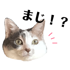Lineスタンプ 三毛猫ユキさん 怒濤のおじぎ 8種類 1円